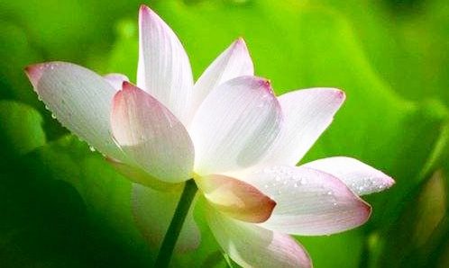 说说六道众生:(六)人重新投胎会到哪里?