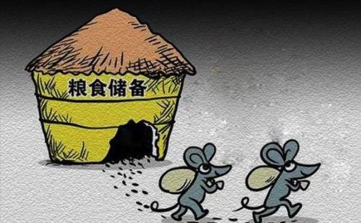 人鼠情缘:面对生活的考验,她依然选择放它们一条生路